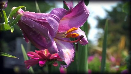 Eden - Gardens of Paradise ┇Poetry┇HD┇TDR┇_HD