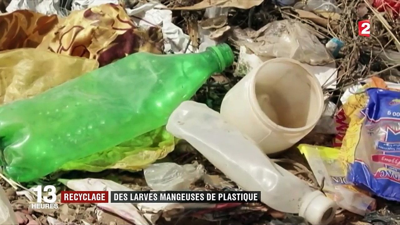 Bientôt la fin du plastique polluant grâce à des larves ?