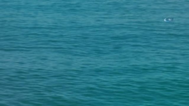 Balıkçılar Kooperatif Başkanı Mustafa Karakaş: Balıkçılar Yunus Balığına Kurşun Atmaz