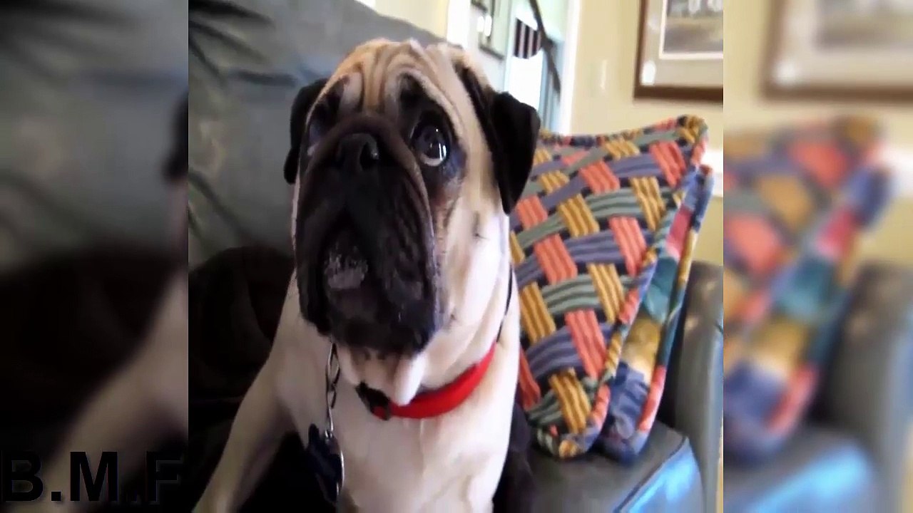 Reações De Cães Culpados  Parte 2   Funny Guilty dogs