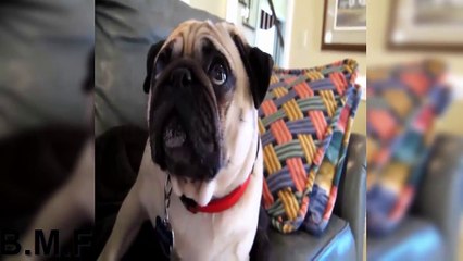 Reações De Cães Culpados  Parte 2   Funny Guilty dogs