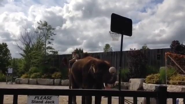 basketbol oynayan fil ve müthiş smacı