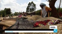 Kenya : le changement climatique menace sérieusement le café