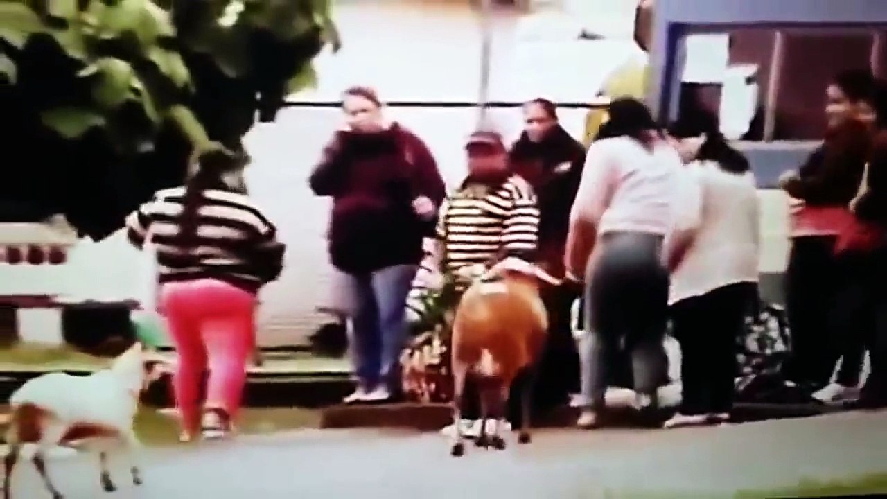 Funny,Video Funny animal