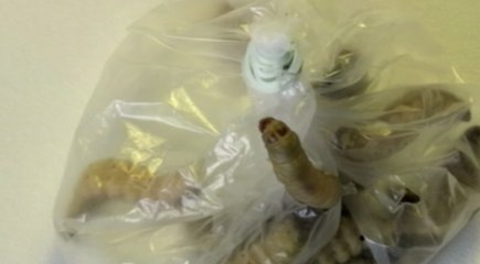 Une larve de papillon pour lutter contre la pollution du plastique ?