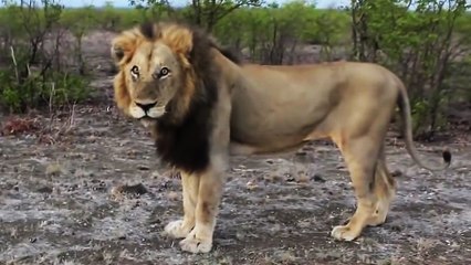 Des touristes filment un lion en ayant la fenêtre ouverte