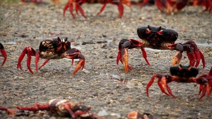 Crabs crawl in Cuba