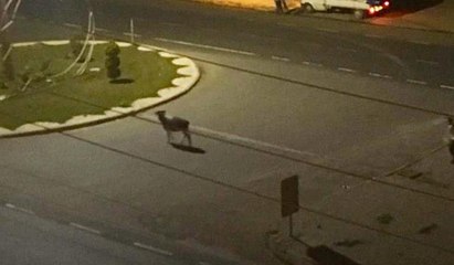 Kaçan dana sahibine ve sürücülere zor anlar yaşattı