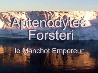 Aptenodytes Forsteri, le Manchot Empereur