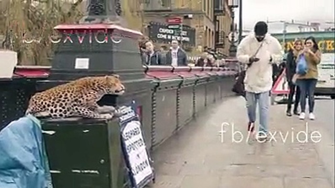 PEGADINHA DA ONÇA