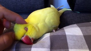 Sleepy parrot demands to be cuddled