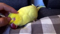 Sleepy parrot demands to be cuddled