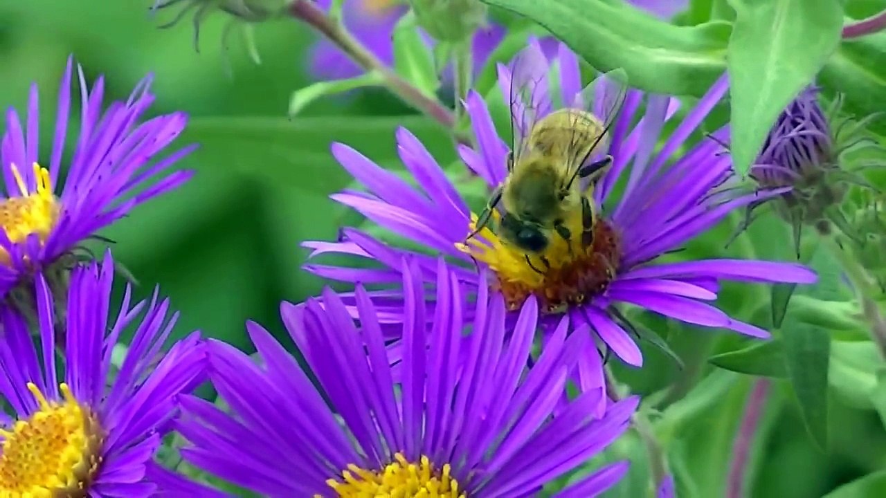 Огромный мало автобус животные монстр грузовики поезда динозавры цвета для Дети
