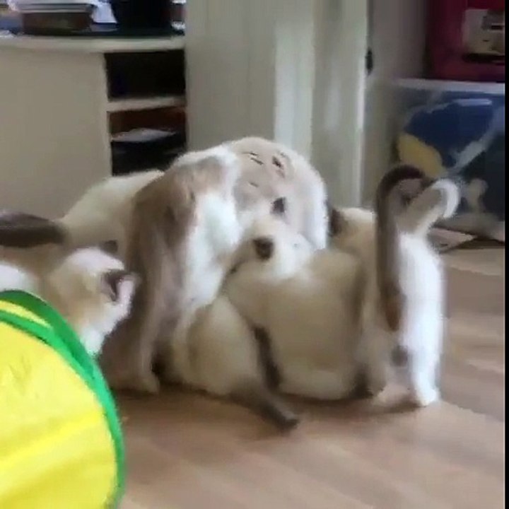 Cant-run-from-those-hungry-kittens