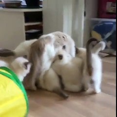 Cant-run-from-those-hungry-kittens