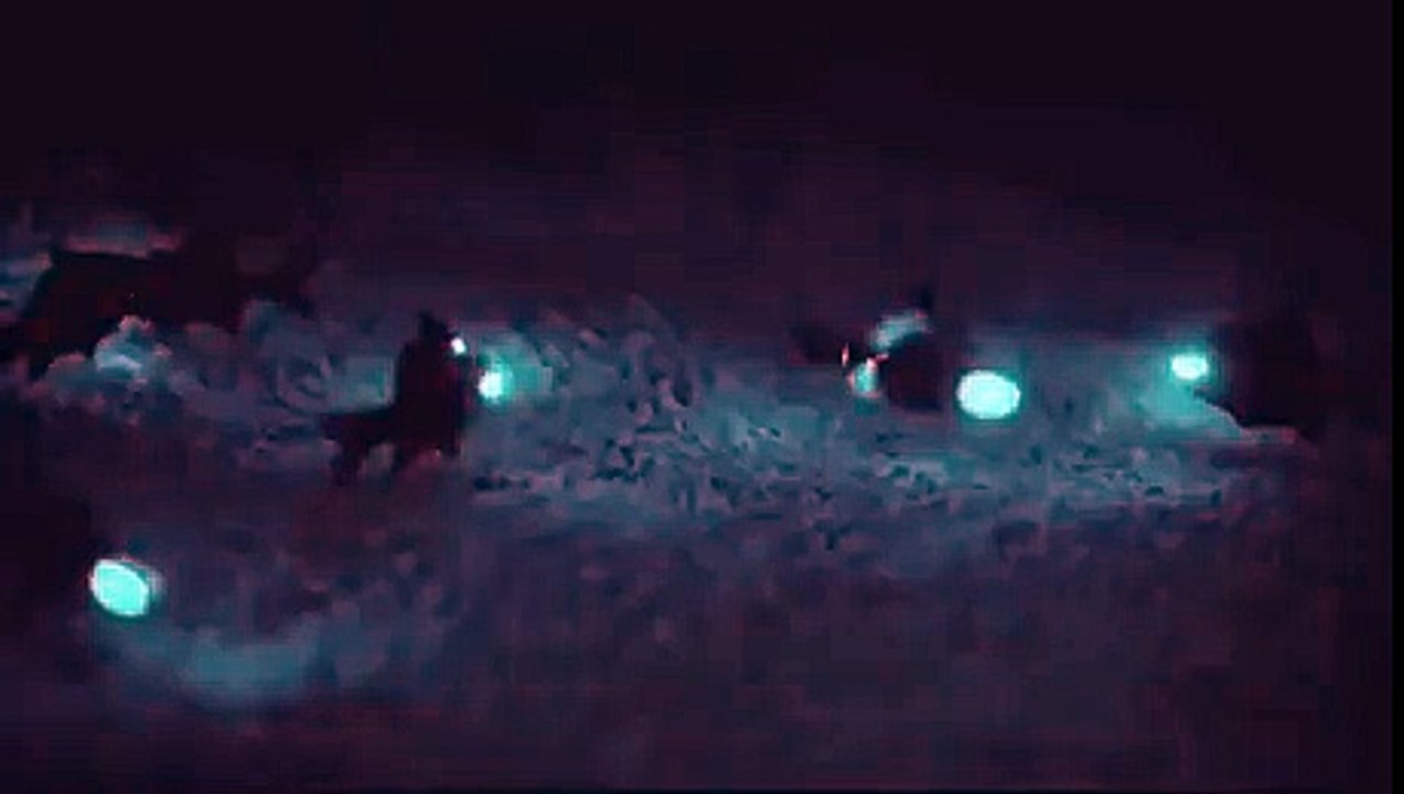 Badass-Flashlight-Fish