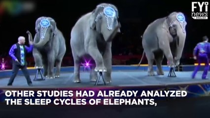 Discover Elephant's Sleep Cycle