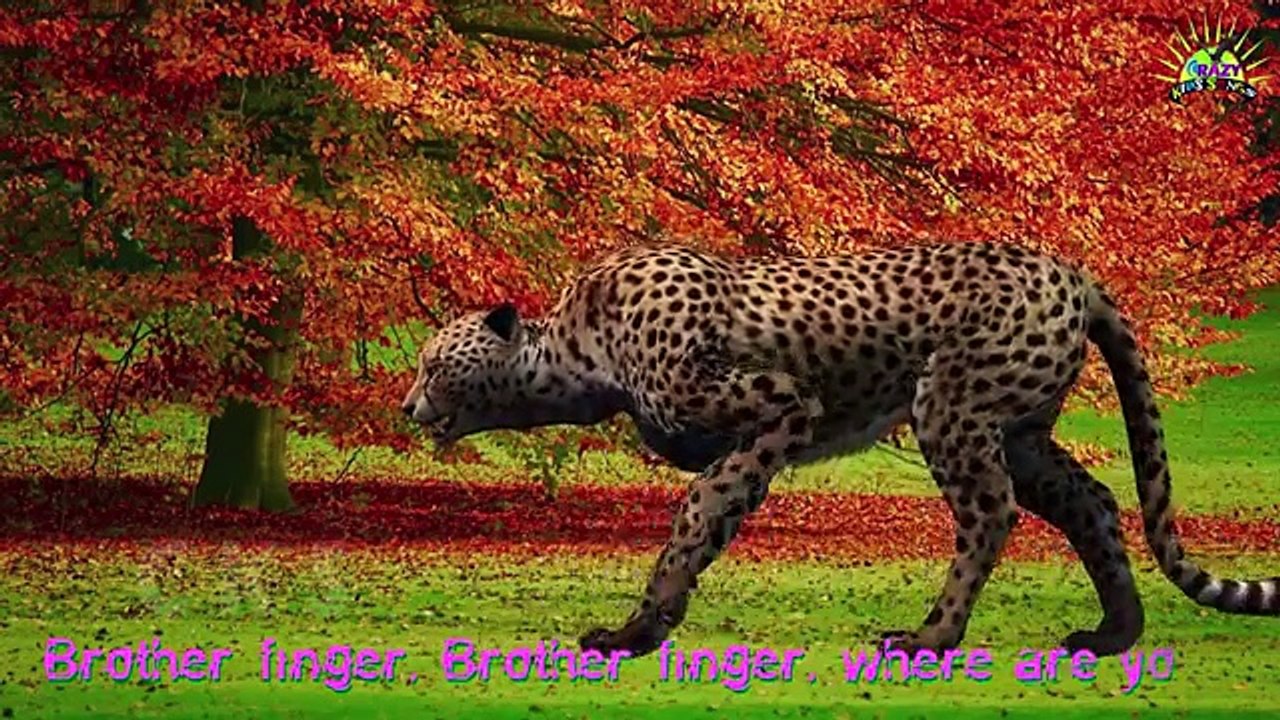 Tiger Finger Family | Lion Cheetah 3D Animated Finger Family Rhymes For Babies | Animals Cartoons