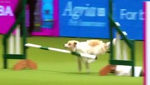 Enthusiastic Jack Russell