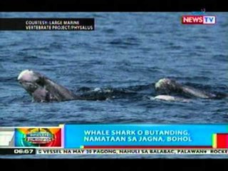 BP: Whale shark o butanding, namataan sa Jagna, Bohol