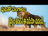 Tiger Eating Man : Watch Exclusive Shocking Video  - Oneindia Telugu