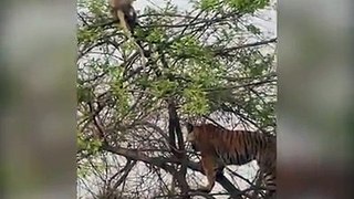 Wild tiger climbs tree to chase monkey and her baby...