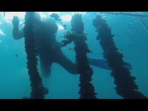 Bari - Sequestrate due tonnellate di prodotti ittici (17.03.17)