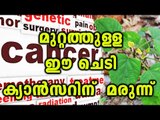 This Plant Can Cure Cancer | Oneindia Malayalam