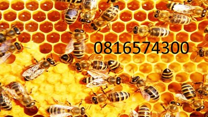 0816574300 Jual Madu Anak Maybrat