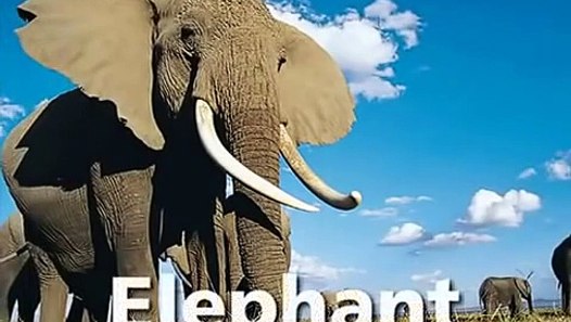Baby Einstein Baby Noah Animal - video dailymotion