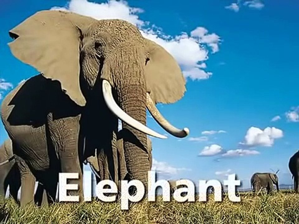 Baby Einstein Baby Noah Animal video Dailymotion