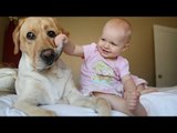 TRY NOT TO LAUGH or GRIN - Funny Kids Dog Fails Compilation 2016 Part 20 by Life Awesome