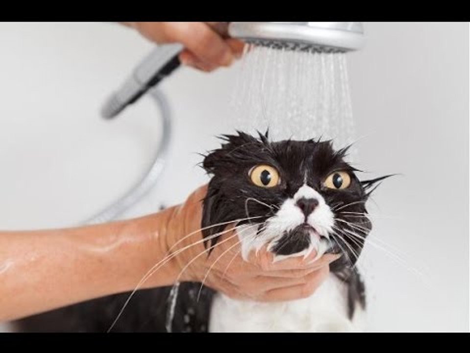 *TRY NOT TO LAUGH CHALLENGE*  Funny Animals Fails Compilation 2017  by Life Awesome