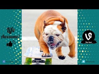 Try Not to Laugh While Watching Best Funny Videos of Animals Compilation 2017 by Life Awesome