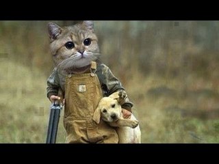 FUNNY CUTE CAT COMPILATION 2017 | Funny Videos 2017 *Life Awesome*