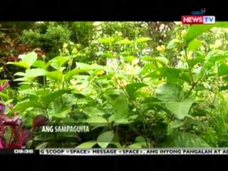 SONA: Ilang kinikilalang national   symbols, hindi official o   kinikilala ng batas