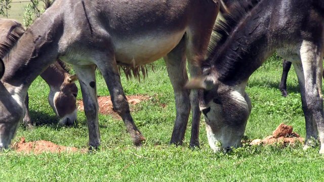 En Afrique du Sud, les braconniers s'en prennent aux ânes