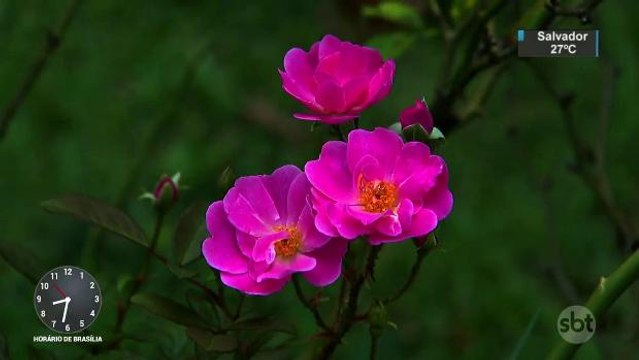 Outono deve ter manhãs frias e tardes mais quentes