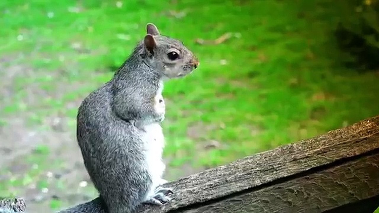 Animals Being Awesome