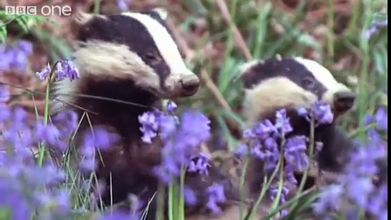 Funny Talking Animals - Walk On The Wild Side - Episode Three Preview