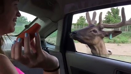 Girl completely freaks out during animal feeding at wildlife park
