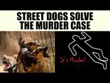 Delhi street Dogs help police crack murder case| Oneindia News