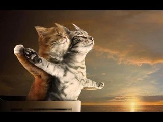 TRY NOT TO LAUGH OR GRIN - NEW Funny Cat Compilation 2016 by Life Awesome
