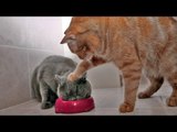 TRY NOT TO LAUGH or GRIN - Funny Cat Fails Compilation 2016 || by Life Awesome