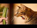 Try Not to Laugh or Grin - Best Funny Vines Animals Compilation 2017 | Life Awesome