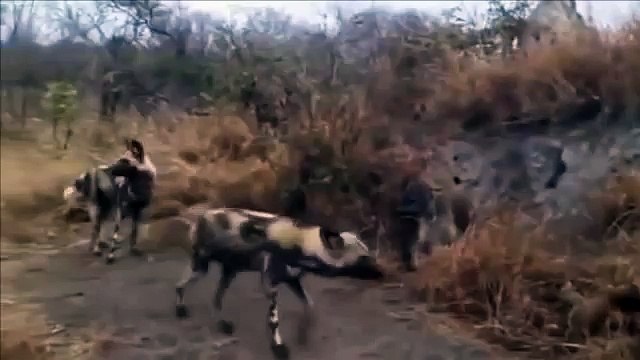 Most Amazing Wild Animal Attacks Leopard vs Lion vs Crocodile Craziest Animal Fights
