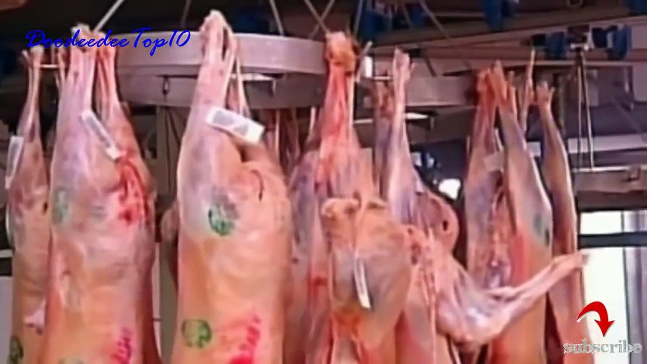 優れました！ステーキを食べるのが好き現代の屠殺場の牛降下は、お見逃しなく。