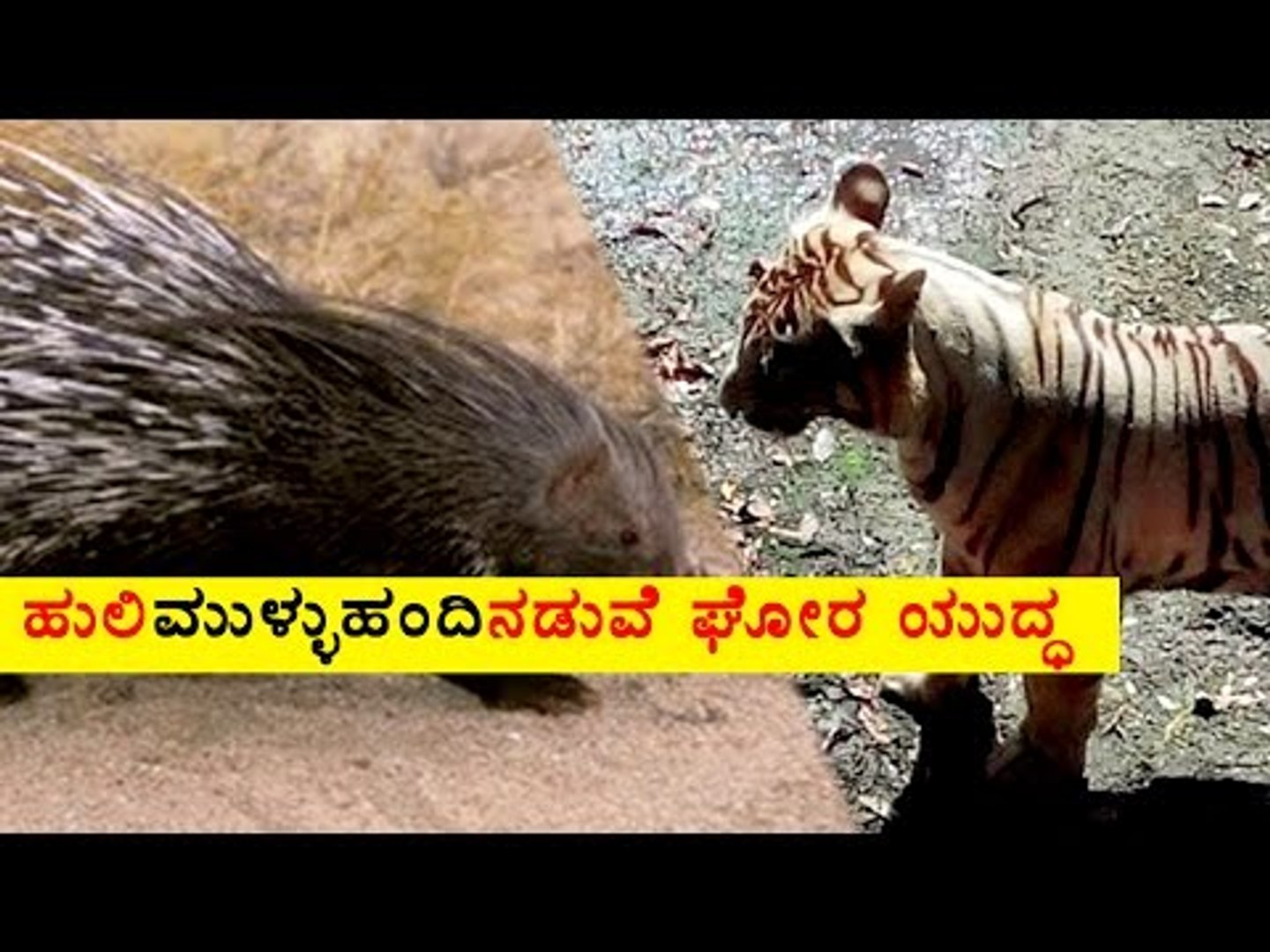 Tiger Fought With Porcupine & Found Dead! | OneIndia Kannada