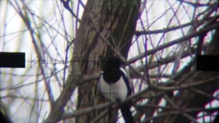 How to do Air Rifle Hunting - Magpies Pest Control 02