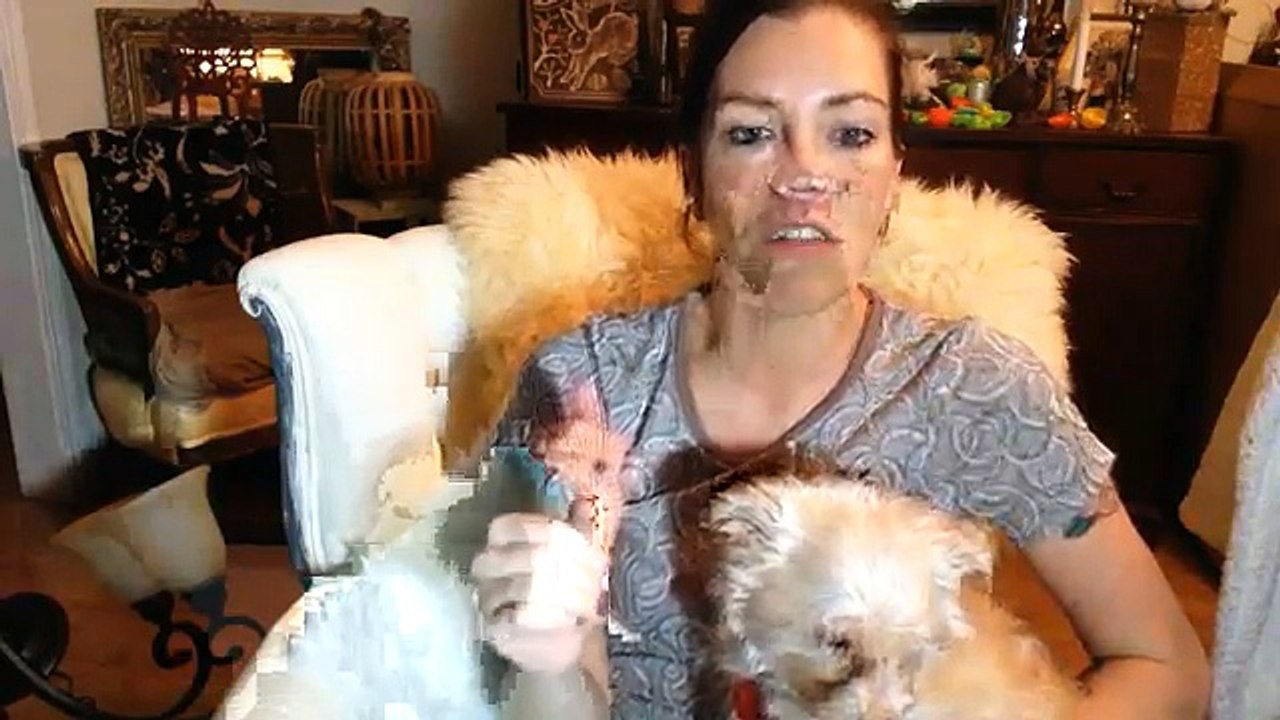 The Online Dog Trainer Review - Does Doggy Dan Work